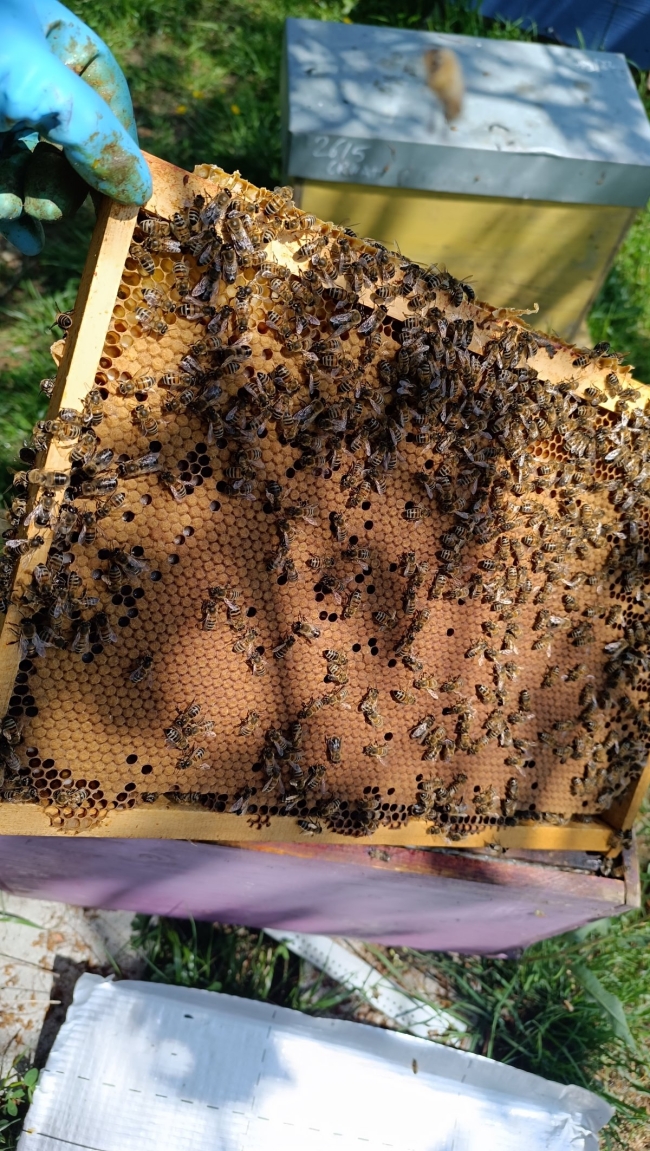 Formation pour débutant RBC Matin - Acompte